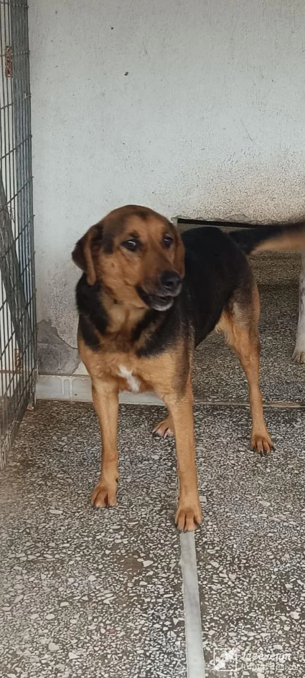 Adespoto 4414 (Αδέσποτο 4414),  Mixed Breed for adoption at Αδέσποτα Δήμου Βόλου, Volos