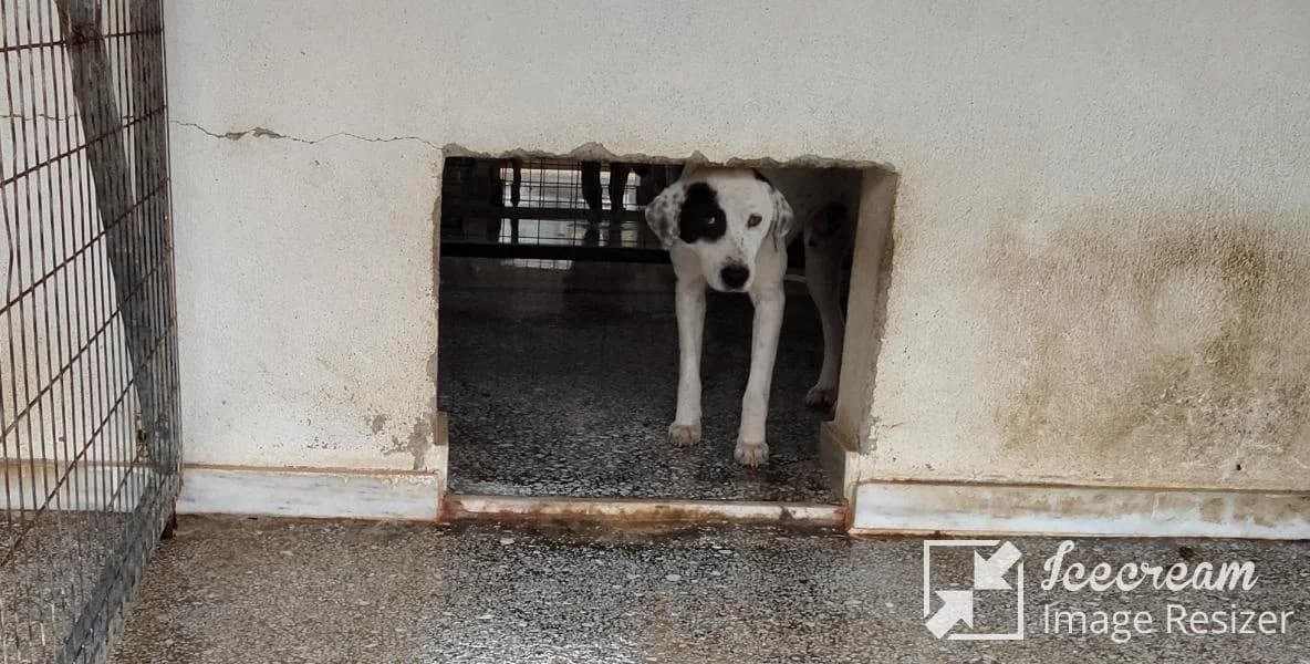 Adespoto 4390 (Αδέσποτο 4390),  Mixed Breed for adoption at Αδέσποτα Δήμου Βόλου, Volos