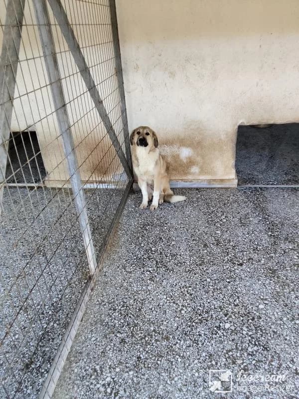 Adespoto 4442 (Αδέσποτο 4442),  Mixed Breed for adoption at Αδέσποτα Δήμου Βόλου, Volos