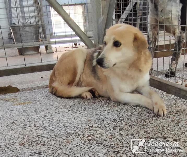 Adespoto 4446 (Αδέσποτο 4446),  Mixed Breed for adoption at Αδέσποτα Δήμου Βόλου, Volos