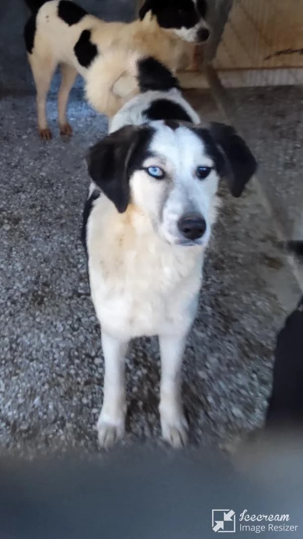 Adespoto 4444 (Αδέσποτο 4444),  Mixed Breed for adoption at Αδέσποτα Δήμου Βόλου, Volos