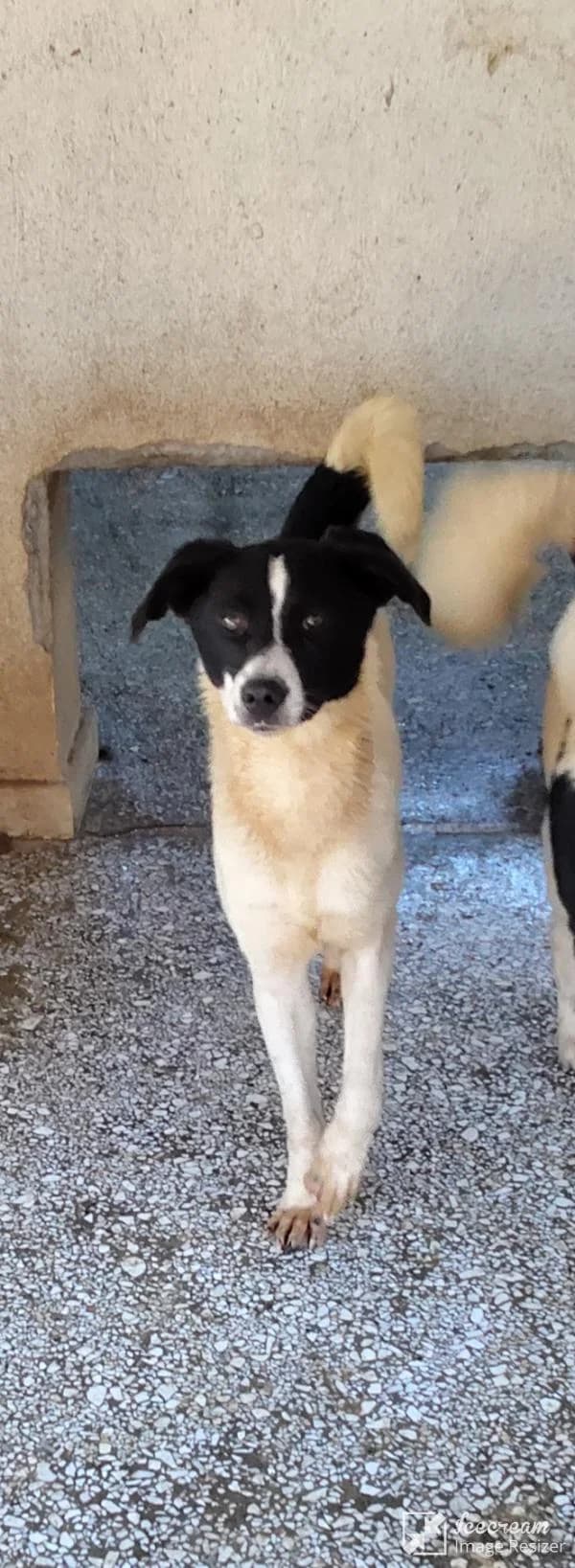 Adespoto 4443 (Αδέσποτο 4443),  Mixed Breed for adoption at Αδέσποτα Δήμου Βόλου, Volos