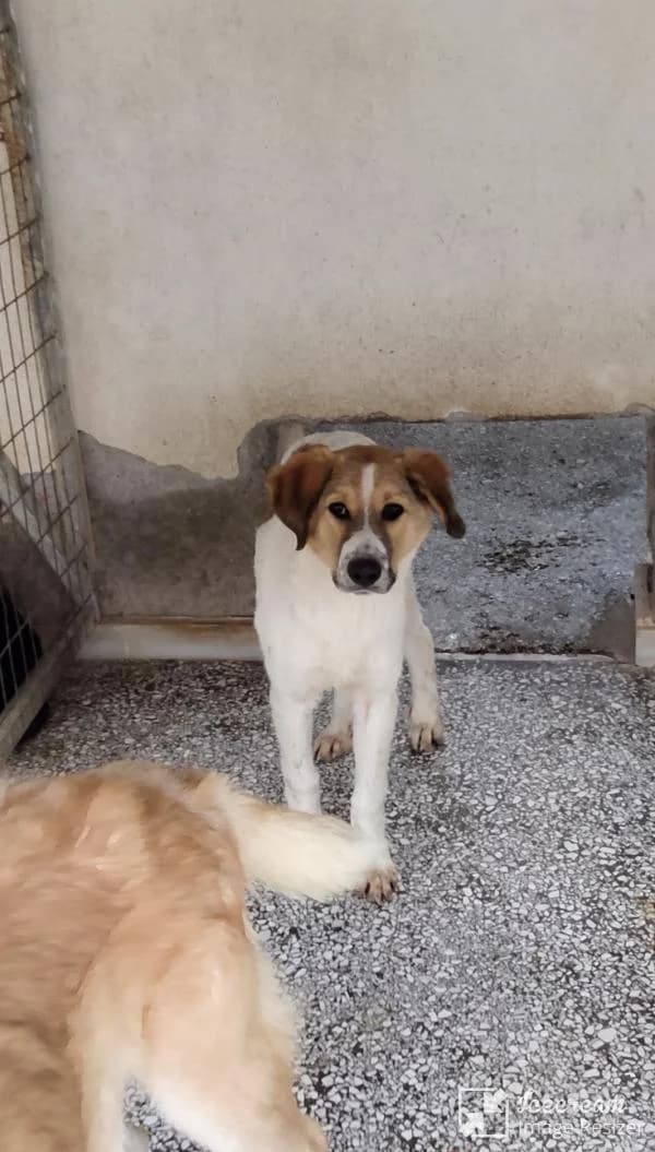 Adespoto 4429 (Αδέσποτο 4429),  Mixed Breed for adoption at Αδέσποτα Δήμου Βόλου, Volos