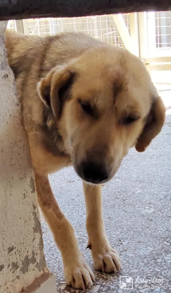 Adespoto 4552 (Αδέσποτο 4552),  Mixed Breed for adoption at Αδέσποτα Δήμου Βόλου, Volos