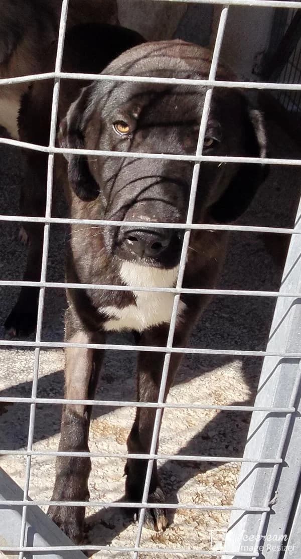 Adespoto 4554 (Αδέσποτο 4554),  Mixed Breed for adoption at Αδέσποτα Δήμου Βόλου, Volos