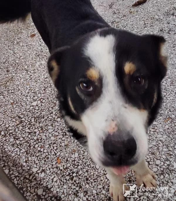 Adespoto 4565 (Αδέσποτο 4565),  Mixed Breed for adoption at Αδέσποτα Δήμου Βόλου, Volos