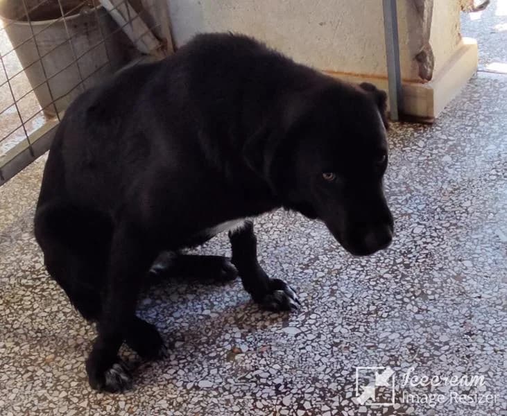 Adespoto 4598 (Αδέσποτο 4598),  Mixed Breed for adoption at Αδέσποτα Δήμου Βόλου, Volos