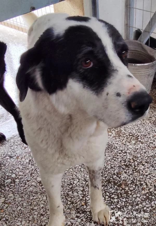 Adespoto 4602 (Αδέσποτο 4602),  Mixed Breed for adoption at Αδέσποτα Δήμου Βόλου, Volos
