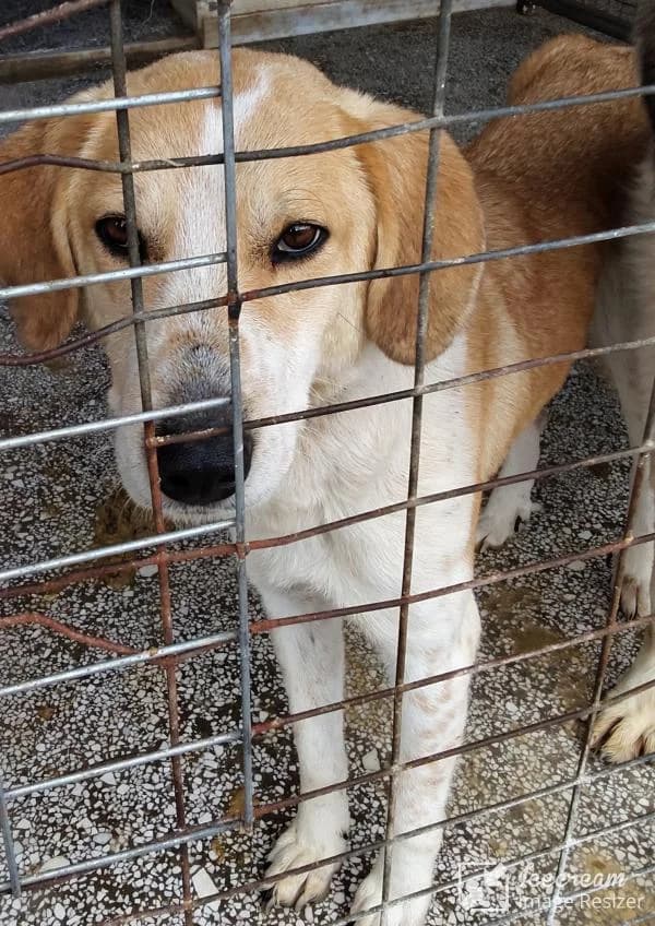 Adespoto 4587 (Αδέσποτο 4587),  Mixed Breed for adoption at Αδέσποτα Δήμου Βόλου, Volos