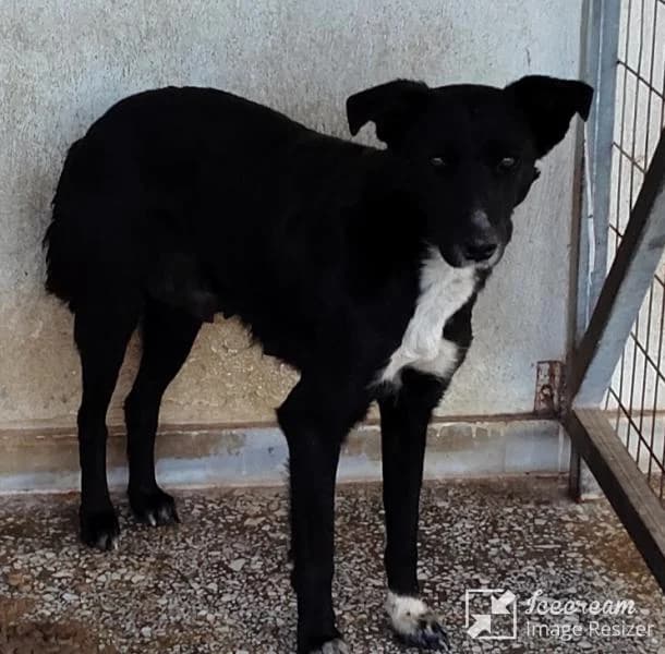 Adespoto 4591 (Αδέσποτο 4591),  Mixed Breed for adoption at Αδέσποτα Δήμου Βόλου, Volos