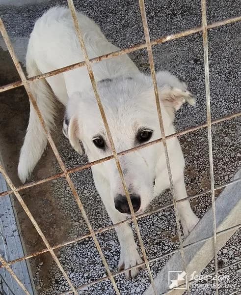 Adespoto 4750 (Αδέσποτο 4750),  Mixed Breed for adoption at Αδέσποτα Δήμου Βόλου, Volos