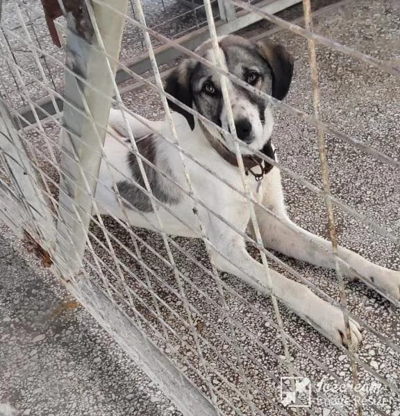 Adespoto 4752 (Αδέσποτο 4752),  Mixed Breed for adoption at Αδέσποτα Δήμου Βόλου, Volos