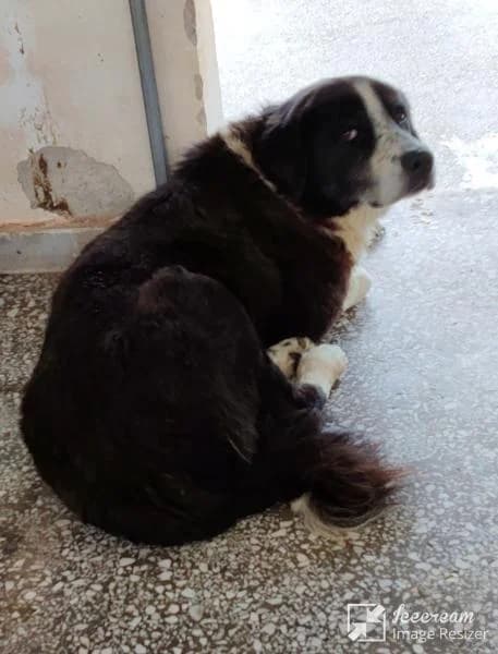 Adespoto 4728 (Αδέσποτο 4728),  Mixed Breed for adoption at Αδέσποτα Δήμου Βόλου, Volos