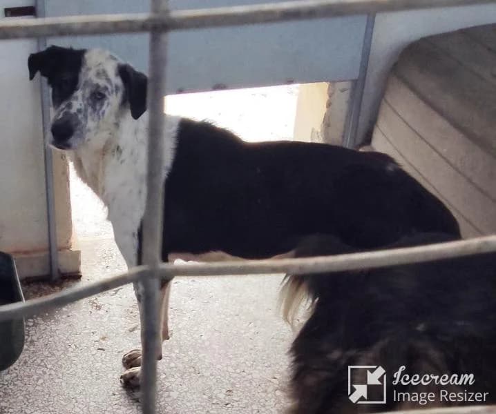 Adespoto 4744 (Αδέσποτο 4744),  Mixed Breed for adoption at Αδέσποτα Δήμου Βόλου, Volos