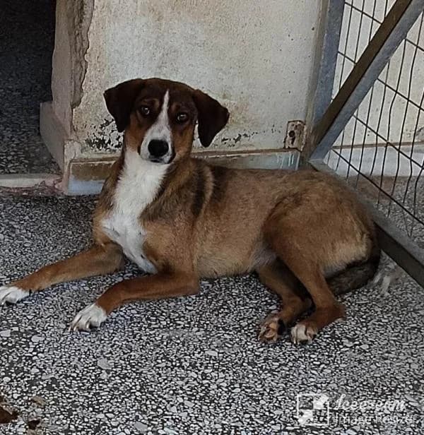 Adespoto 4745 (Αδέσποτο 4745),  Mixed Breed for adoption at Αδέσποτα Δήμου Βόλου, Volos
