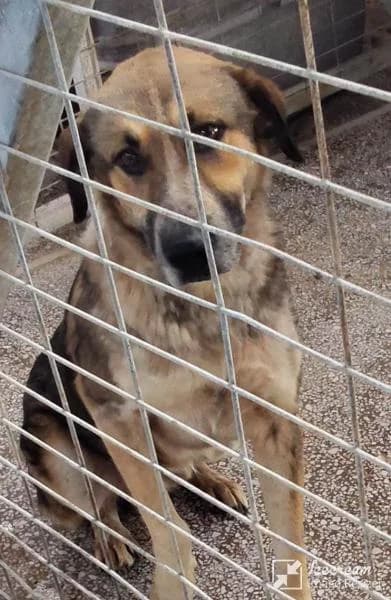 Adespoto 4757 (Αδέσποτο 4757),  Mixed Breed for adoption at Αδέσποτα Δήμου Βόλου, Volos
