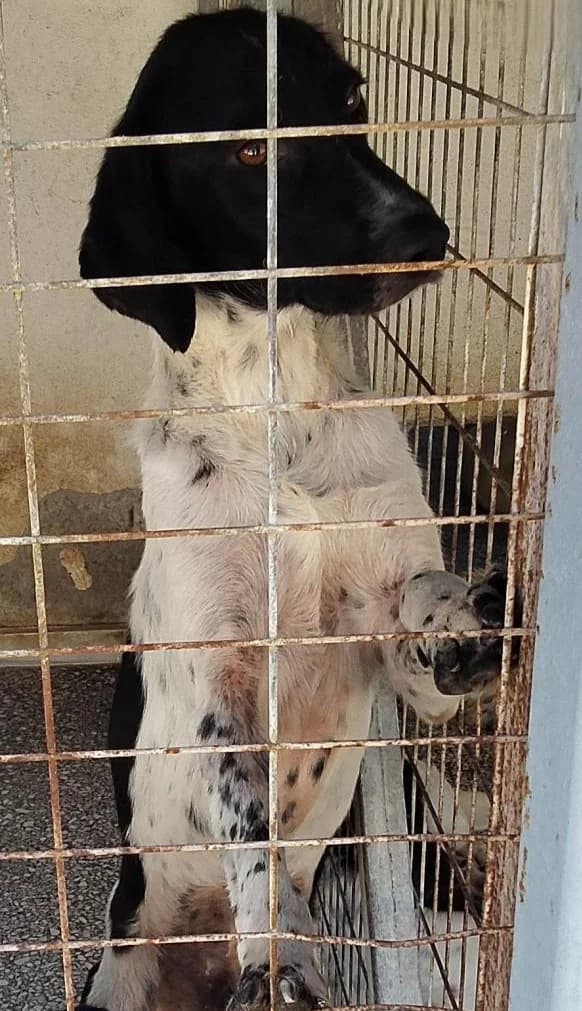 Adespoto 4860 (Αδέσποτο 4860),  Mixed Breed for adoption at Αδέσποτα Δήμου Βόλου, Volos