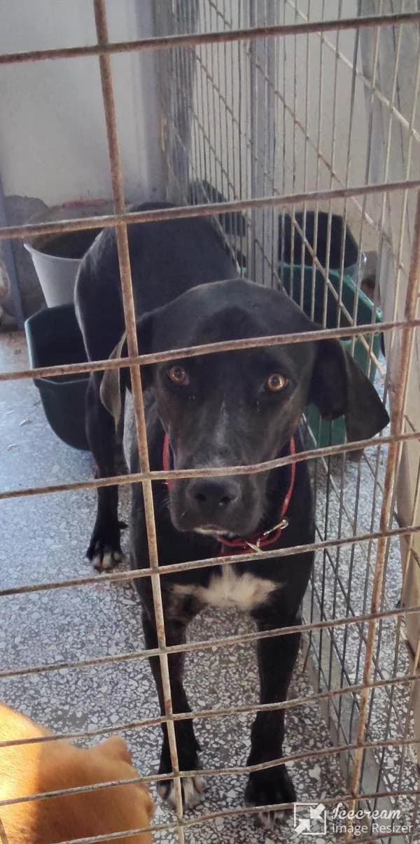 Adespoto 4867 (Αδέσποτο 4867),  Mixed Breed for adoption at Αδέσποτα Δήμου Βόλου, Volos