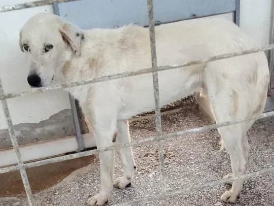 Adespoto 2562 (Αδέσποτο 2562),  Mixed Breed for adoption at Αδέσποτα Δήμου Βόλου, Volos