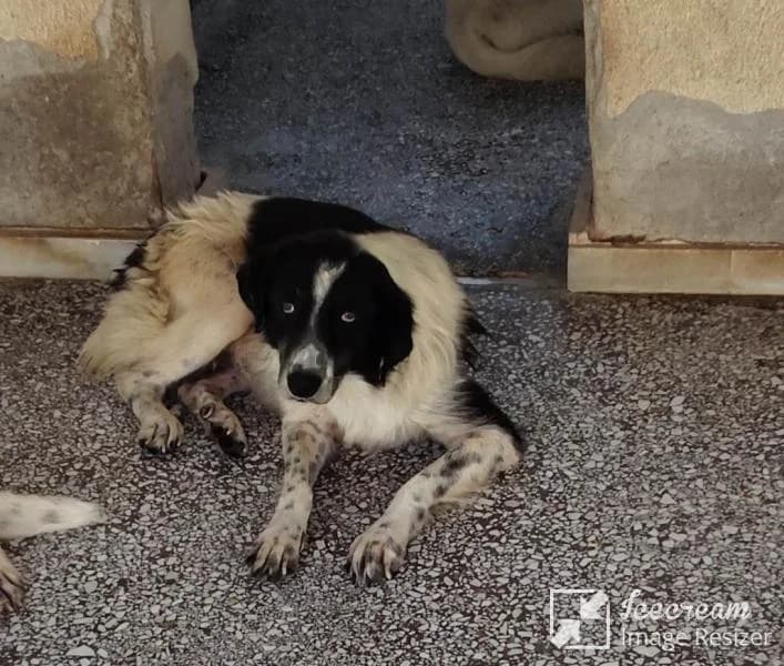 Adespoto 2696 (Αδέσποτο 2696),  Mixed Breed for adoption at Αδέσποτα Δήμου Βόλου, Volos
