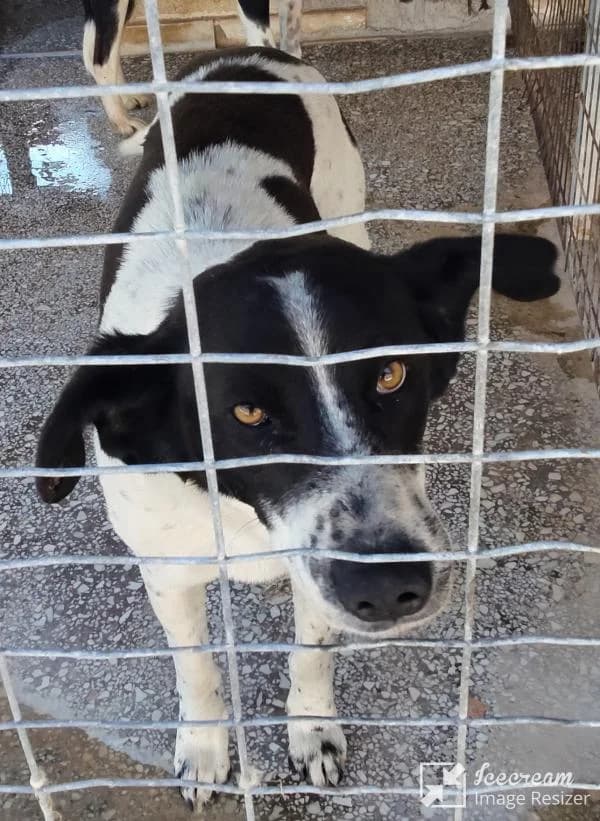 Adespoto 3965 (Αδέσποτο 3965),  Mixed Breed for adoption at Αδέσποτα Δήμου Βόλου, Volos