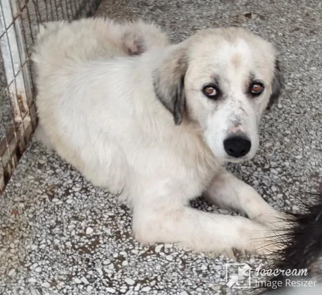 Adespoto 4629 (Αδέσποτο 4629),  Mixed Breed for adoption at Αδέσποτα Δήμου Βόλου, Volos