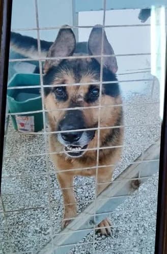 Adespoto 4843 (Αδέσποτο 4843),  Mixed Breed for adoption at Αδέσποτα Δήμου Βόλου, Volos