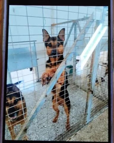 Adespoto 4844 (Αδέσποτο 4844),  Mixed Breed for adoption at Αδέσποτα Δήμου Βόλου, Volos