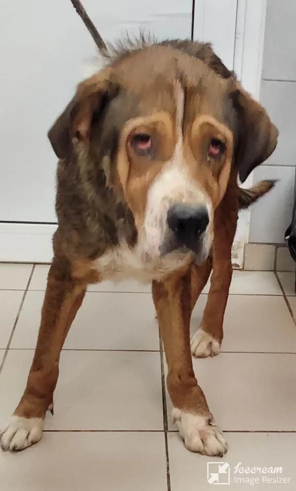 Adespoto 4827 (Αδέσποτο 4827),  Mixed Breed for adoption at Αδέσποτα Δήμου Βόλου, Volos