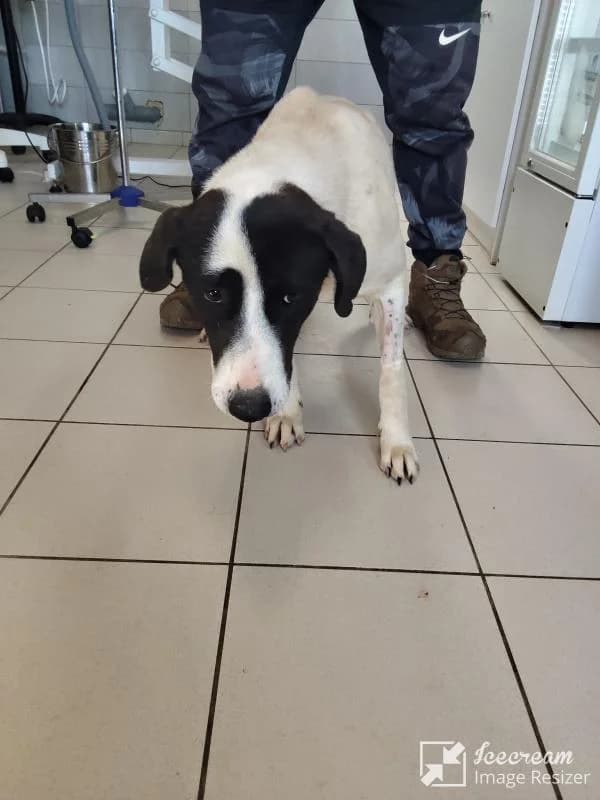 Adespoto 3940 (Αδέσποτο 3940),  Mixed Breed for adoption at Αδέσποτα Δήμου Βόλου, Volos