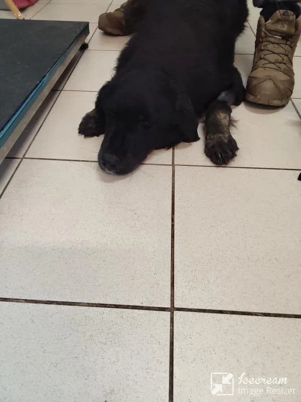 Adespoto 3942 (Αδέσποτο 3942),  Mixed Breed for adoption at Αδέσποτα Δήμου Βόλου, Volos