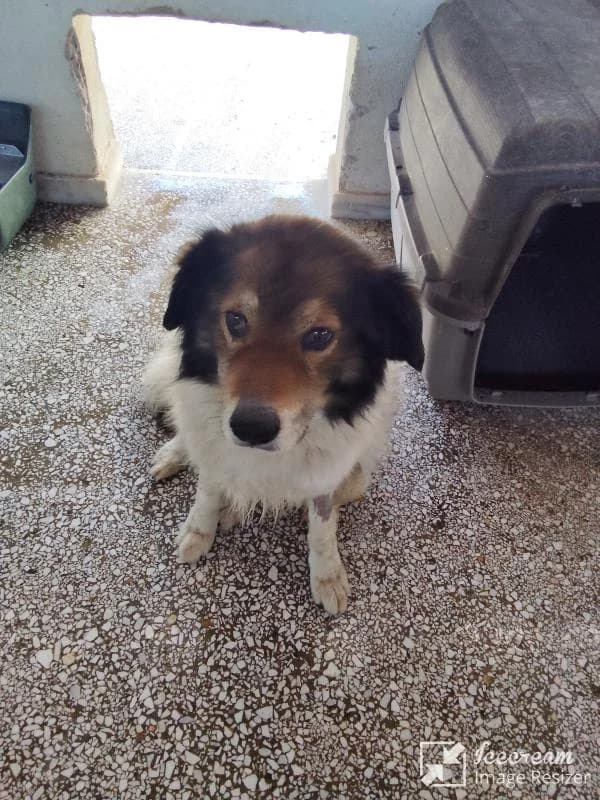 Adespoto 4005 (Αδέσποτο 4005),  Mixed Breed for adoption at Αδέσποτα Δήμου Βόλου, Volos