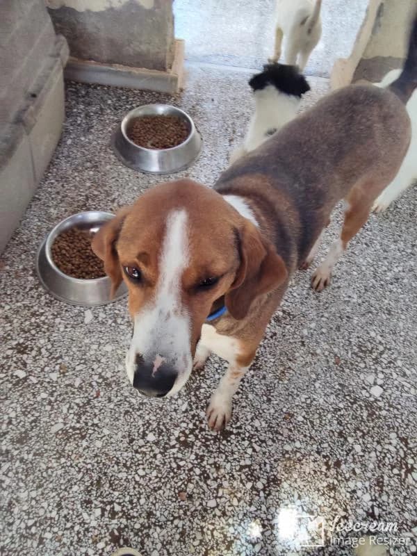 Adespoto 4006 (Αδέσποτο 4006),  Mixed Breed for adoption at Αδέσποτα Δήμου Βόλου, Volos