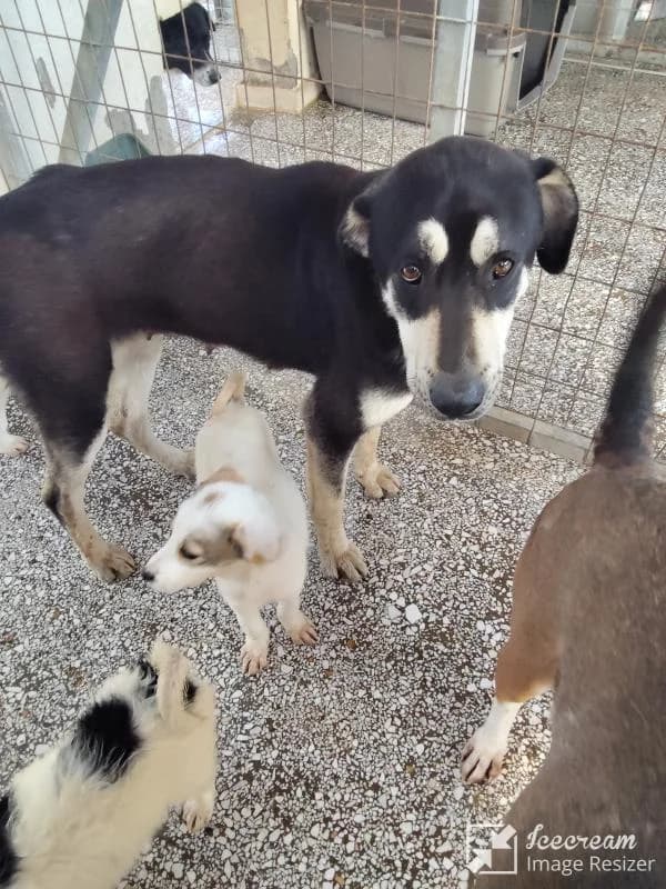 Adespoto 4007 (Αδέσποτο 4007),  Mixed Breed for adoption at Αδέσποτα Δήμου Βόλου, Volos