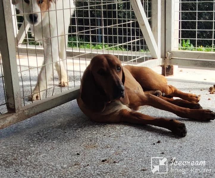 Adespoto 4008 (Αδέσποτο 4008),  Mixed Breed for adoption at Αδέσποτα Δήμου Βόλου, Volos