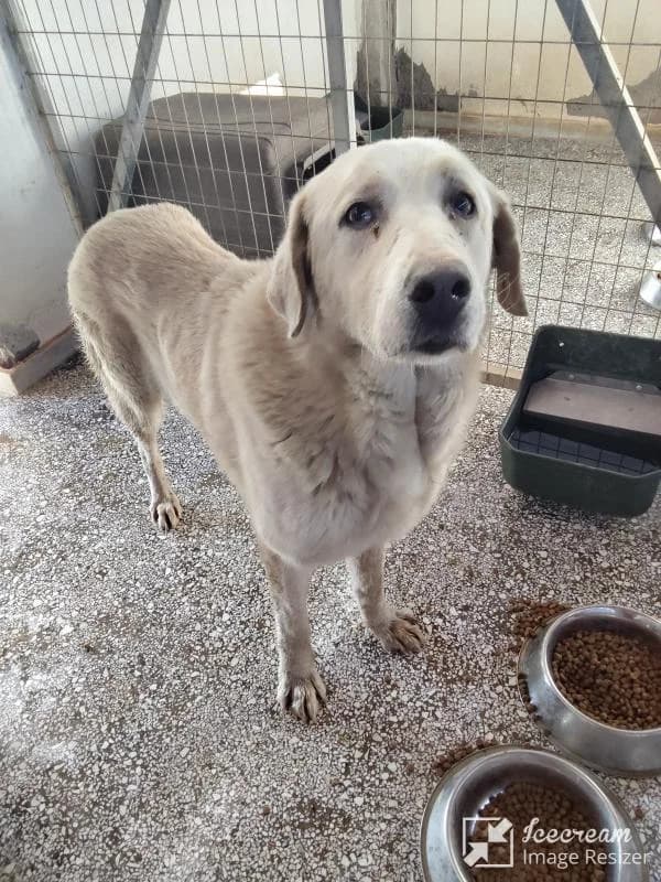 Adespoto 4010 (Αδέσποτο 4010),  Mixed Breed for adoption at Αδέσποτα Δήμου Βόλου, Volos