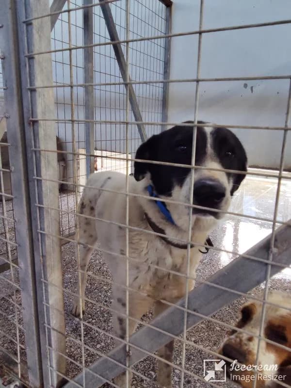 Adespoto 4011 (Αδέσποτο 4011),  Mixed Breed for adoption at Αδέσποτα Δήμου Βόλου, Volos