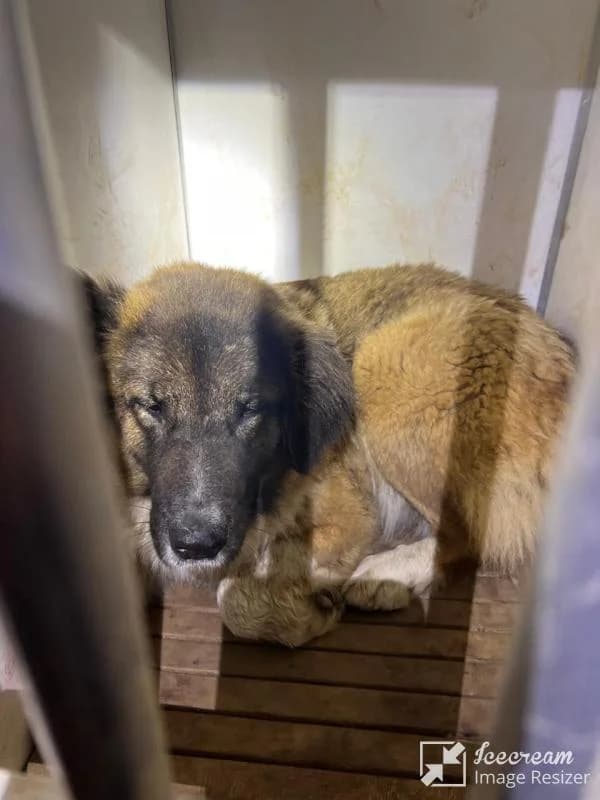 Adespoto 4013 (Αδέσποτο 4013),  Mixed Breed for adoption at Αδέσποτα Δήμου Βόλου, Volos