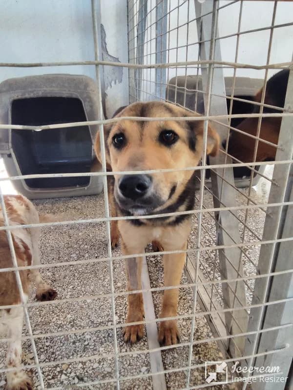 APADRINAR, female Mixed Breed for adoption at A.D.A. Noguera