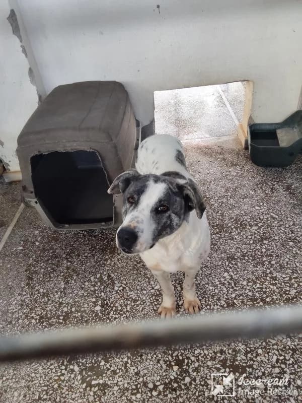Adespoto 3865 (Αδέσποτο 3865),  Mixed Breed for adoption at Αδέσποτα Δήμου Βόλου, Volos