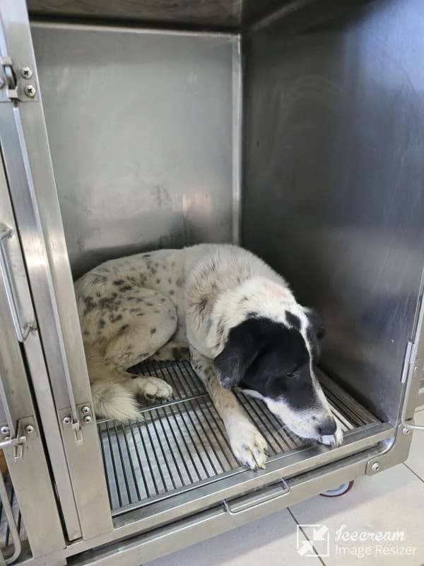 Adespoto 4060 (Αδέσποτο 4060),  Mixed Breed for adoption at Αδέσποτα Δήμου Βόλου, Volos