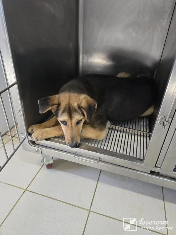 Adespoto 4061 (Αδέσποτο 4061),  Mixed Breed for adoption at Αδέσποτα Δήμου Βόλου, Volos