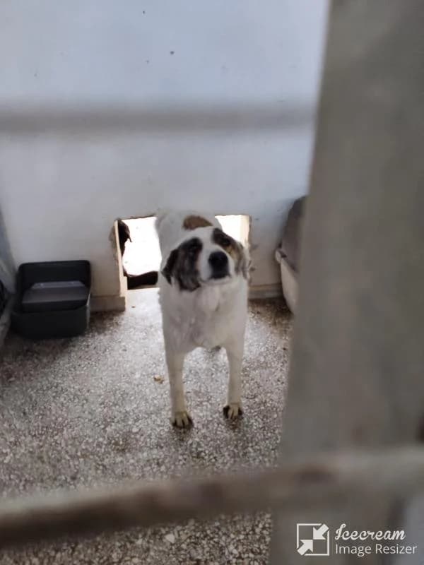 Adespoto 2941 (Αδέσποτο 2941),  Mixed Breed for adoption at Αδέσποτα Δήμου Βόλου, Volos