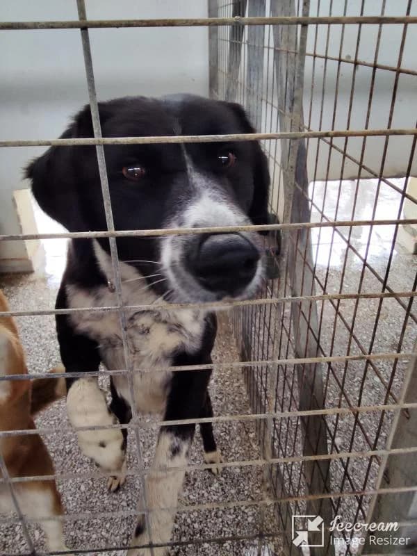 Adespoto 4053 (Αδέσποτο 4053),  Mixed Breed for adoption at Αδέσποτα Δήμου Βόλου, Volos