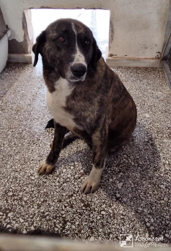 Adespoto 3959 (Αδέσποτο 3959),  Mixed Breed for adoption at Αδέσποτα Δήμου Βόλου, Volos