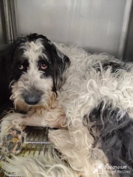 Adespoto 4090 (Αδέσποτο 4090),  Mixed Breed for adoption at Αδέσποτα Δήμου Βόλου, Volos