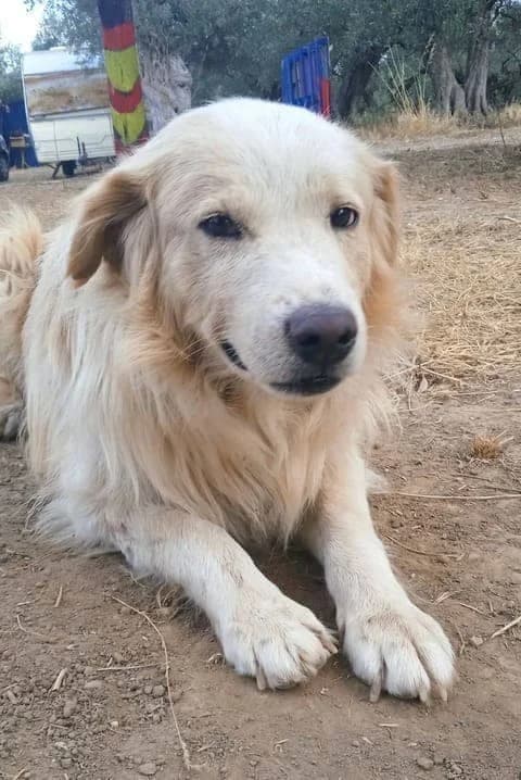sten,  7yo mixed breed for adoption at Animal Arcadia Care, North Kynouria, Arcadia