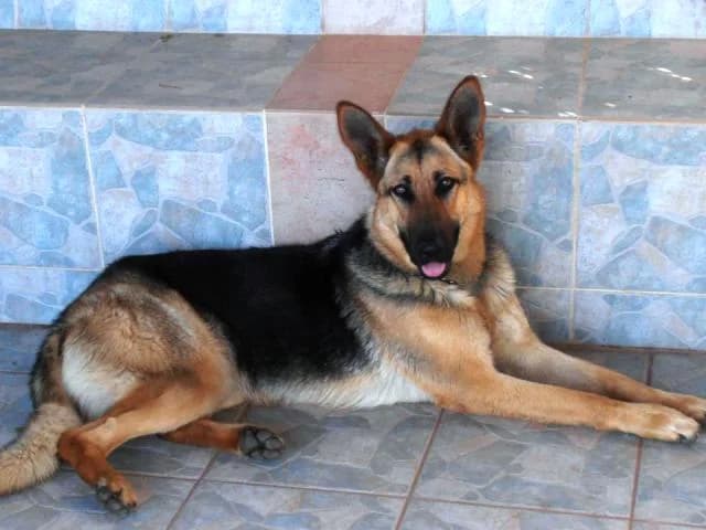 Katharoaimo germaniko poimeniko anazita oikogeneia! (Καθαρόαιμο γερμανικό ποιμενικό αναζητά οικογένε, female Mixed Breed for adoption at Animalscare.gr - Filozoikos Syllogos Chanion