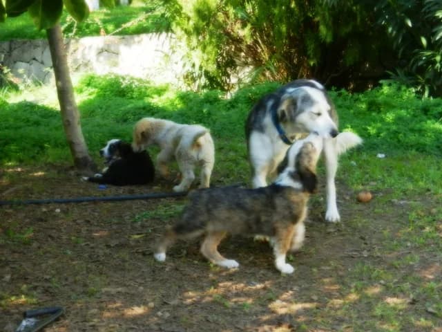 TA KOYKLAKIA TOY ThERAPEYTIRIOY ChRONION PAThISEON ChANION (ΤΑ ΚΟΥΚΛΑΚΙΑ ΤΟΥ ΘΕΡΑΠΕΥΤΗΡΙΟΥ ΧΡΟΝΙΩΝ Π, male Mixed Breed for adoption at Animalscare.gr - Filozoikos Syllogos Chanion
