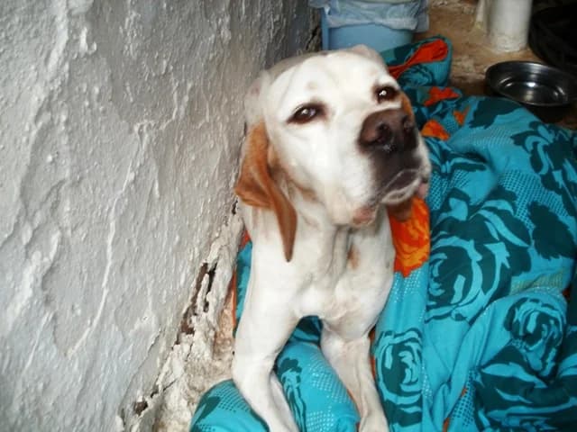 Thilyko pointer psachnei spitaki!! (Θηλυκό πόιντερ ψάχνει σπιτάκι!!), female Mixed Breed for adoption at Animalscare.gr - Filozoikos Syllogos Chanion